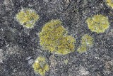 Caloplaca flavovirescens image