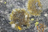 Caloplaca flavovirescens image