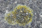 Caloplaca flavovirescens image
