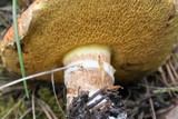 Suillus lakei image