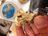 Tremellodendron pallidum image
