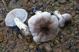 Tricholoma nigrum image