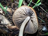 Psathyrella atrospora image