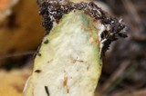 Suillus lakei image