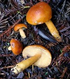 Lactarius subviscidus image