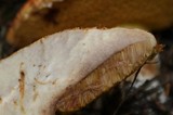 Suillus lakei image