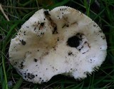 Russula cremoricolor image