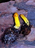 Elaphocordyceps capitata image