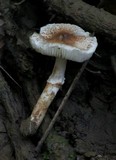 Lepiota cristata image