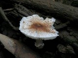Lepiota cristata image