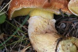Suillus lakei image