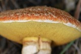 Suillus lakei image