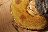 Suillus lakei image