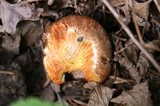 Suillus lakei image