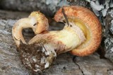 Suillus lakei image