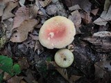 Russula flavisiccans image