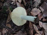 Russula flavisiccans image