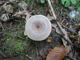 Lactarius pyrogalus image