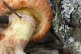 Suillus lakei image