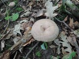 Lactarius pyrogalus image
