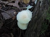 Cuphophyllus virgineus image