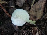 Cuphophyllus virgineus image