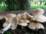Marasmius nigrodiscus image