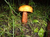 Gyroporus castaneus image
