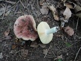 Russula veternosa image