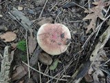 Russula veternosa image