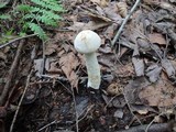 Leccinum holopus image