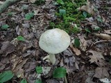 Leccinum holopus image