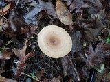 Lactarius frustratus image