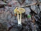Entoloma formosum image