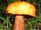 Gyroporus castaneus image