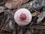 Pholiota polychroa image