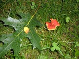 Boletus rubellus image