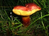Boletus rubellus image