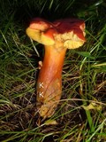 Boletus rubellus image