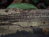 Thamnomyces chordalis image