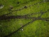 Thamnomyces chordalis image