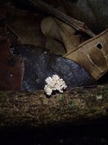 Xylaria cubensis image