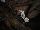 Xylaria cubensis image