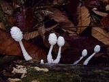 Leucocoprinus cretaceus image