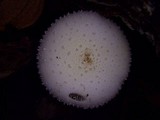 Leucocoprinus cretaceus image