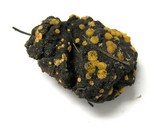 Cheilymenia fimicola image