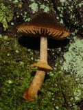Descolea gunnii image