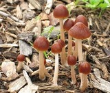 Psathyrella atrospora image