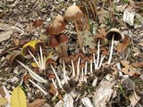 Psathyrella atrospora image