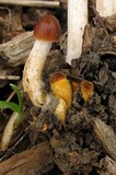 Psathyrella atrospora image